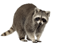 Raccoon-Removal.png